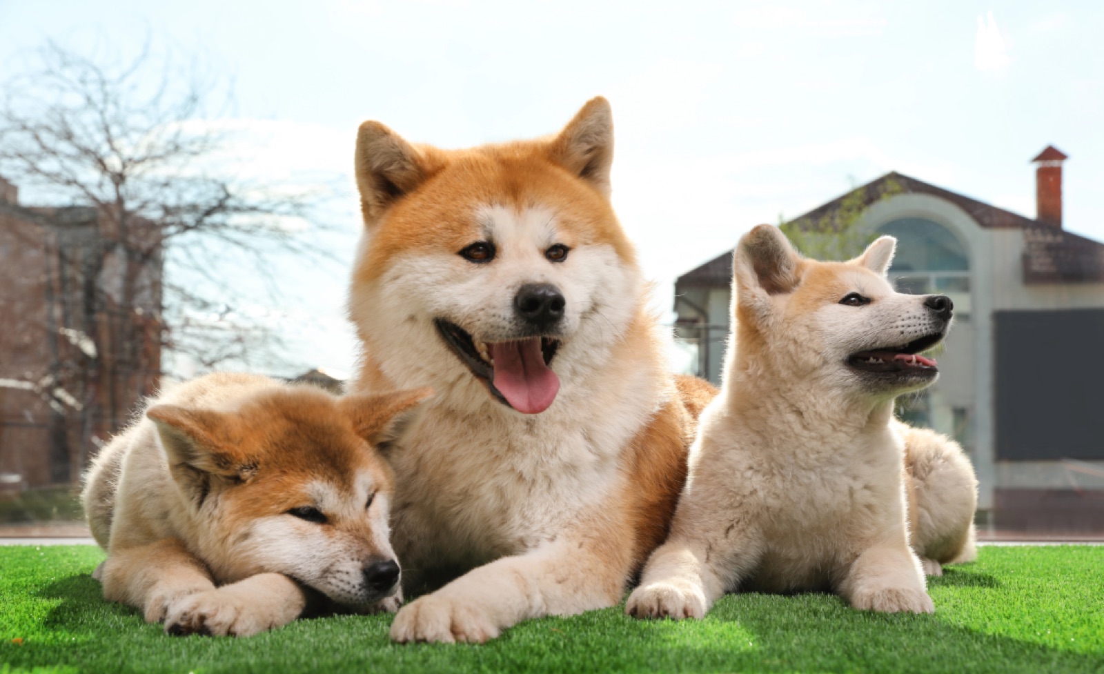 Benefits of Synthetic Turf for Dogs Every Pet Owner Should Know