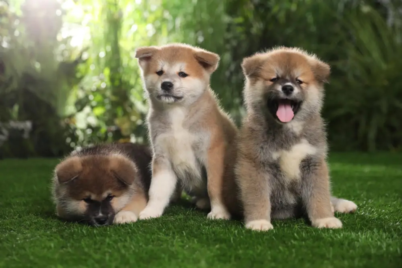 Safe and Clean: Artificial Grass for Pets Explained