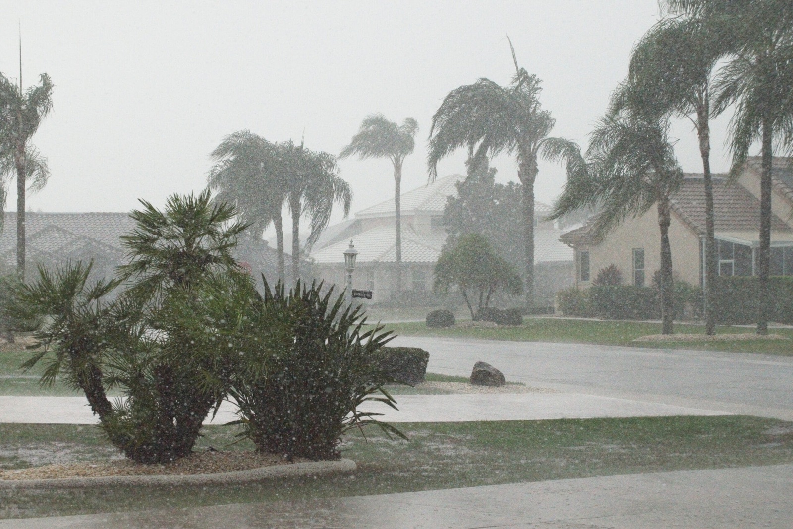 Why More Floridians Are Turning to Hurricane-Resistant Lawns